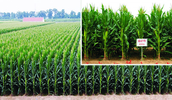 ���Ǻ����̱�ר��Ȩ���װ����Ǻ��߿Ʊ����⳥50��Ԫ�������̱���ʱ��Ҫ���