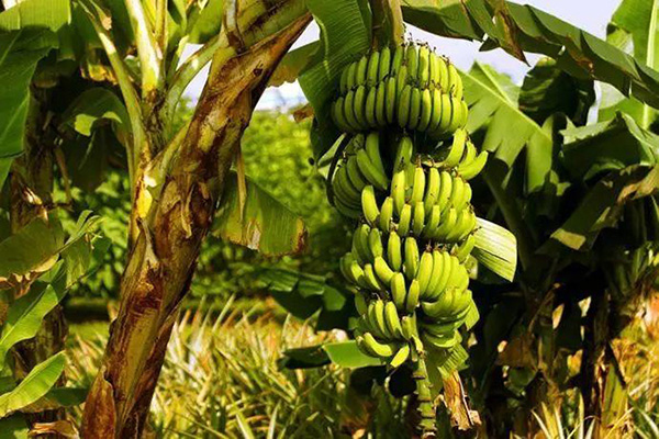 带动农业发展，“隆安香蕉”成功注册地理标志商标！南安商标变更公司名称费用